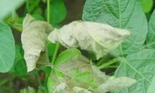 小木马什么品牌-婴儿小木马品牌-专业婴儿小木马品牌介绍平台-小木马童装怎么样